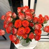 Stunning Bubble Rose Plant|惊艳泡泡 image 0