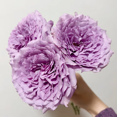 Windy Night Rose Plant|风之夜 image 1