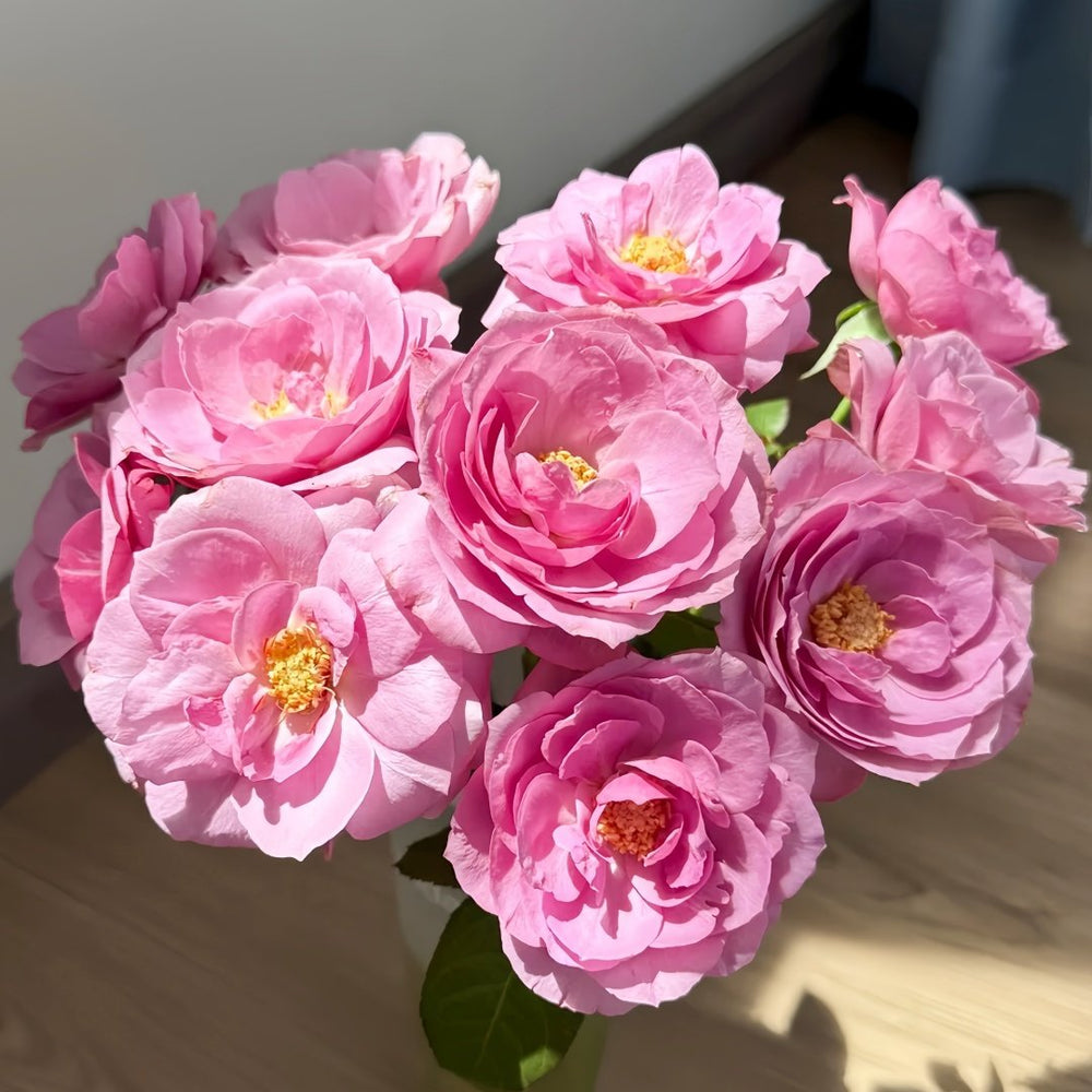 Syrinx Rose Plant|西林克斯 image 0