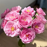Syrinx Rose Plant|西林克斯 image 0