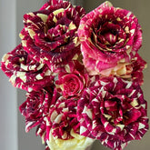 Abracadabra Rose Plant|流星雨 image 0