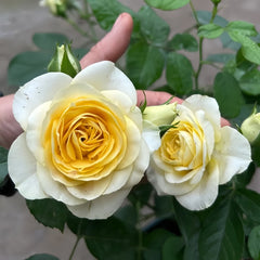 Avocado Rose Plant|牛油果 image 3