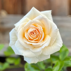 Princess Maya Rose Plant|玛雅公主 image 2