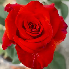 New Face Rose Plant|新面孔 image 3