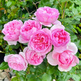 Pompadour Rose Plant|庞巴度 image 0