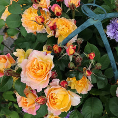 The Impressionist Rose Plant|印象派 image 3