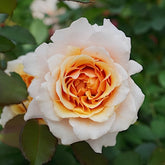Ben Weather staff Rose Plant|园丁老班 image 0