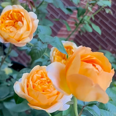 Bergamotte Rose Plant | 香柠檬 image 2