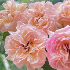 Avekutowa Rose Plant|与你同在 image 1