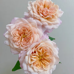 Miyabi Cha Rose Plant|茶雅 image 3