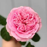 Bel Canto Rose Plant|美声唱法 image 0