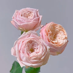 New SPS Rose Plant|柏林少女 image 3