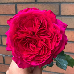 Marietta Rose Plant|玛丽叶塔 image 1