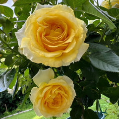 Sunny Beach Rose Plant|阳光海滩 image 3