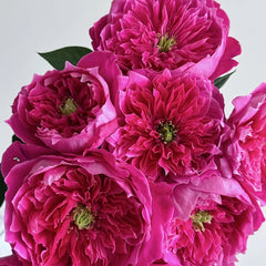 Accademia Rose Plant|阿卡德米亚 image 3