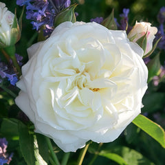 Alabaster Rose Plant| 雪花石膏 image 2