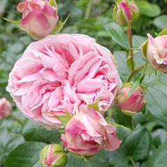 Giardina Rose Plant|贾尔迪纳 image 3