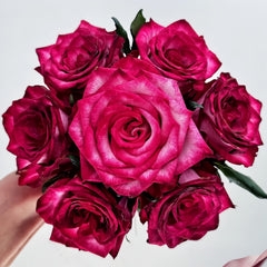 Ripasso Rose Plant|里帕索 image 0