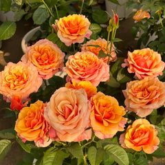 El Paso Forever Rose Plant|永远的艾帕索 image 0