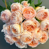 XingRang Rose Plant | 杏让 image 0