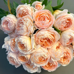 XingRang Rose Plant | 杏让 image 0