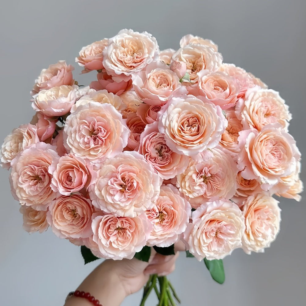 Lirica Rose Plant|丽丽卡 image 0
