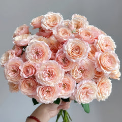 Lirica Rose Plant|丽丽卡 image 0