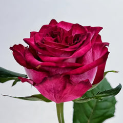 Ripasso Rose Plant|里帕索 image 2