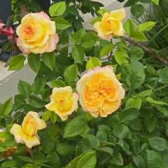 Henri Delbard Rose Plant|橘子酱 image 2
