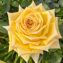 Spoiler Rose Plant|捣蛋鬼 image 2