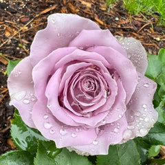 Blue Story Rose Plant|蓝色物语 image 3
