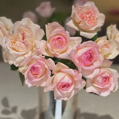 Avekutowa Rose Plant|与你同在 image 2