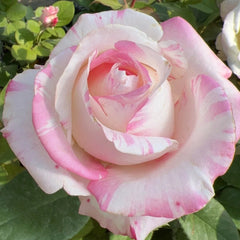 Nichang Rose Plant|霓裳 image 2