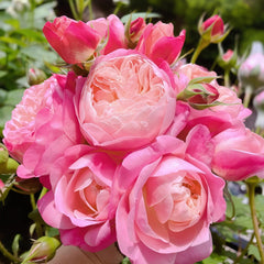 Dream Light Rose Plant|梦光环 image 2