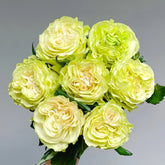 Dynamic Rose Plant|琉璃翠 image 0