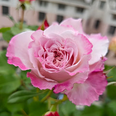 Bella Linda Fairy Rose Plant|贝拉琳达仙女 image 1