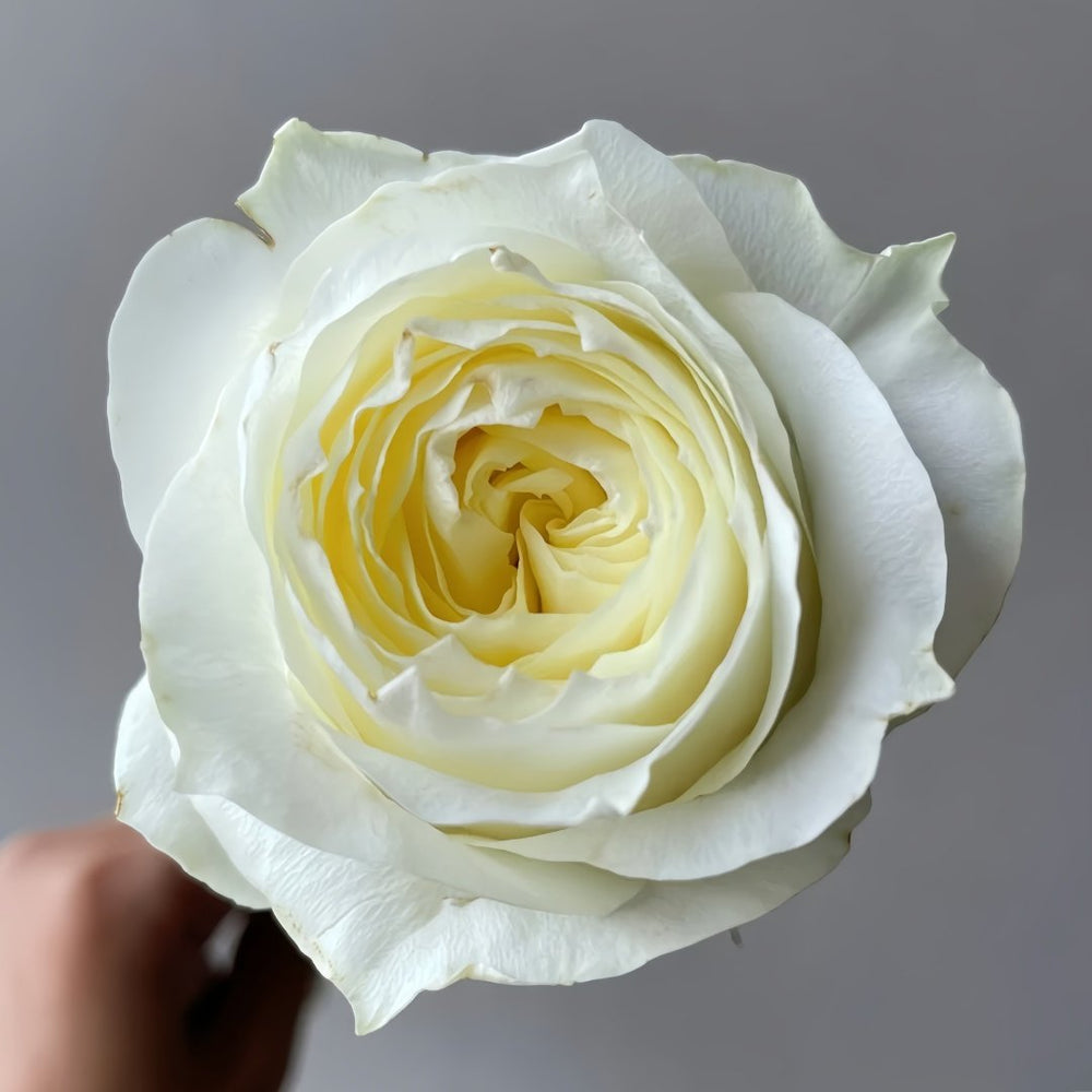Coldplay Rose Plant|酷玩 image 0
