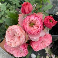 Northanger Abbey Rose Plant| 诺桑觉寺 image 3