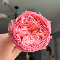 Harper Rose Plant|竖琴师 image 1
