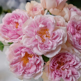 Antoinette Rose Plant|绝代艳后 image 0