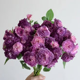 Rinaldo Rose Plant|圣十字军 image 0