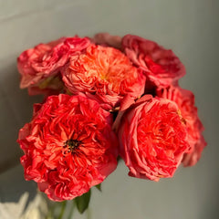 Coral Reeva Rose Plant|珊瑚丽娃 image 2