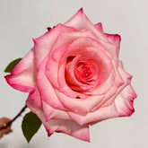 Wu Mei Niang Rose Plant|武媚娘 image 0