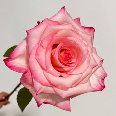 Wu Mei Niang Rose Plant|武媚娘 image 0