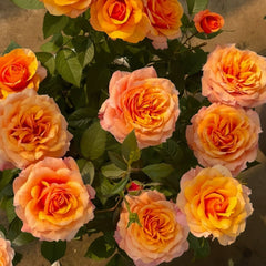 El Paso Forever Rose Plant|永远的艾帕索 image 2