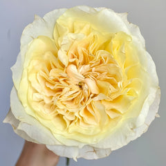 Souffle Rose Plant|舒芙蕾 image 0