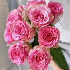 Malibu Rose Plant | 马里布 image 3