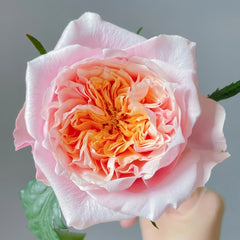 Notting Hill Rose Plant|诺丁山 image 3