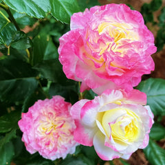 Chuzhuang Rose Plant|初妆 image 2