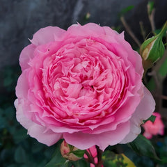 Rongrongyue Rose Plant|溶溶月 image 2